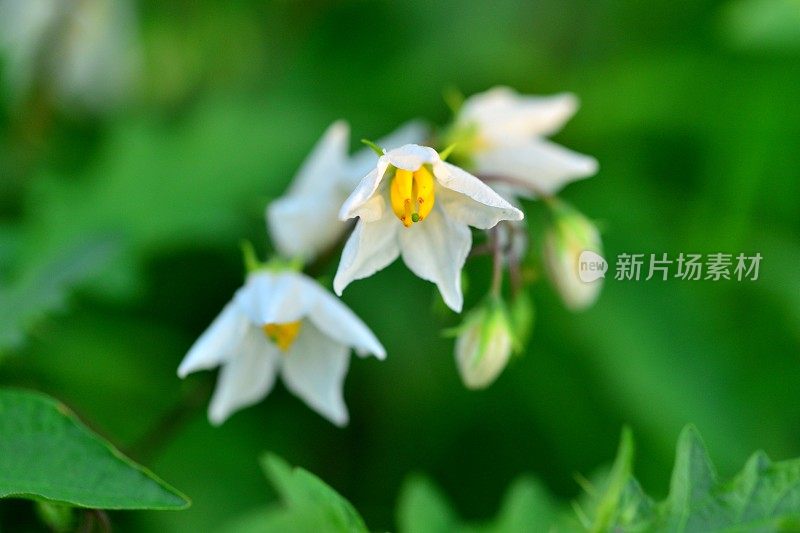 Solanum carolinense/卡罗莱纳马甲/魔鬼番茄